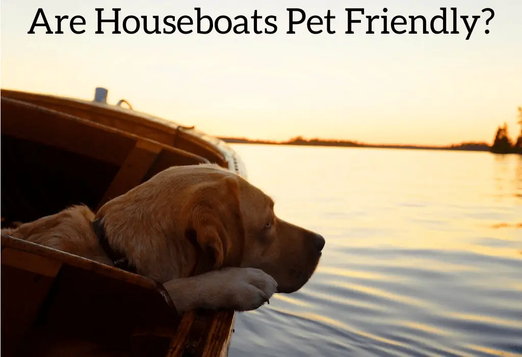 Are Houseboats Pet Friendly? Things To Consider Before Bringing Them
