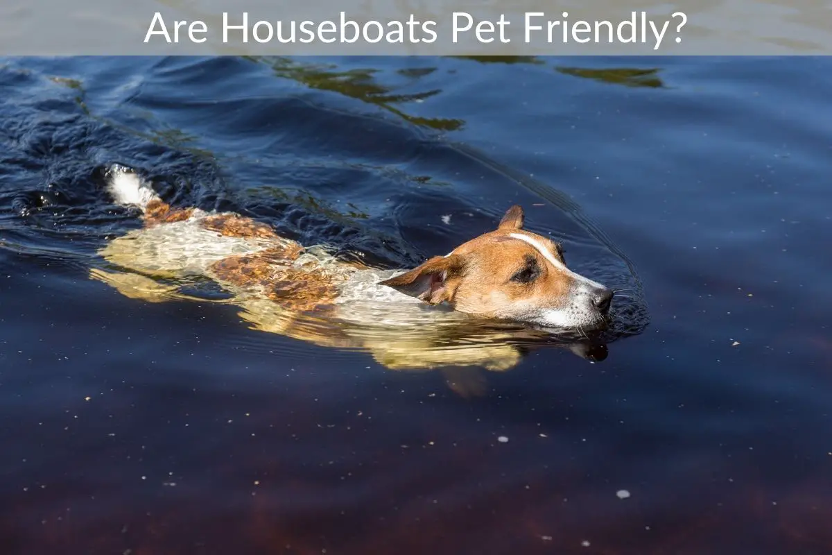 Are Houseboats Pet Friendly?